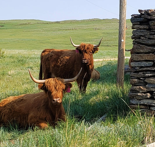 So We Bought A Cow