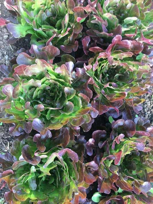 "Wow. That's A Beautiful Lettuce!"
