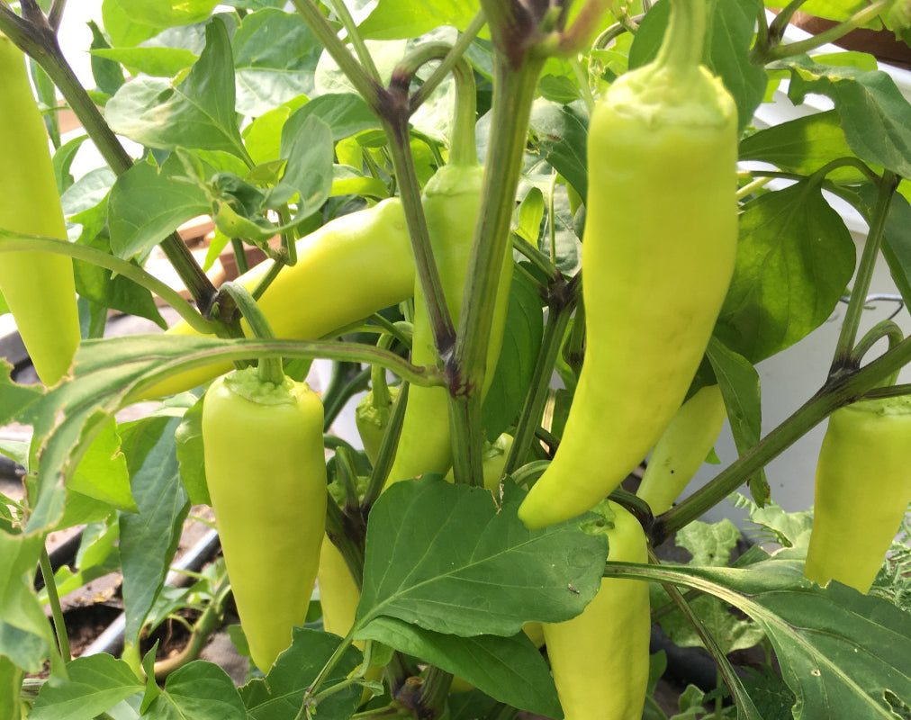 Hungarian Wax Peppers (fresh) from Mountain Prairie