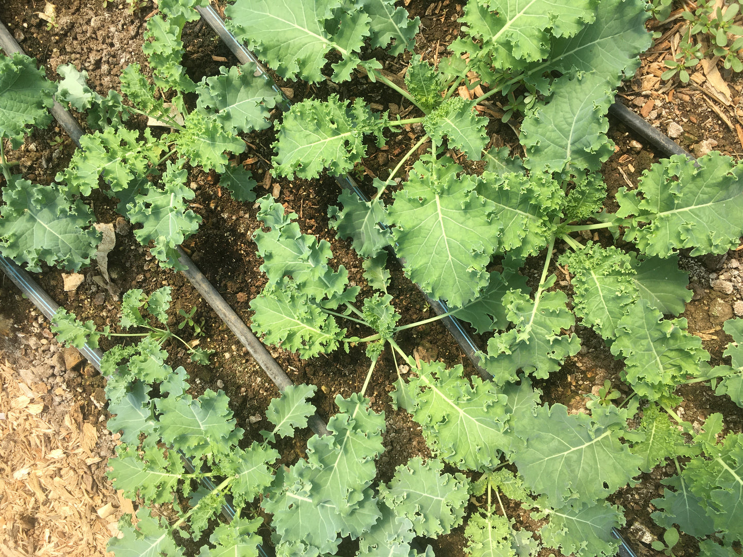 Fresh Kale, one bunch