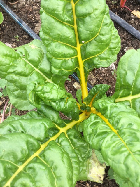 Fresh Swiss Chard - Mountain Prairie -- by the bunch