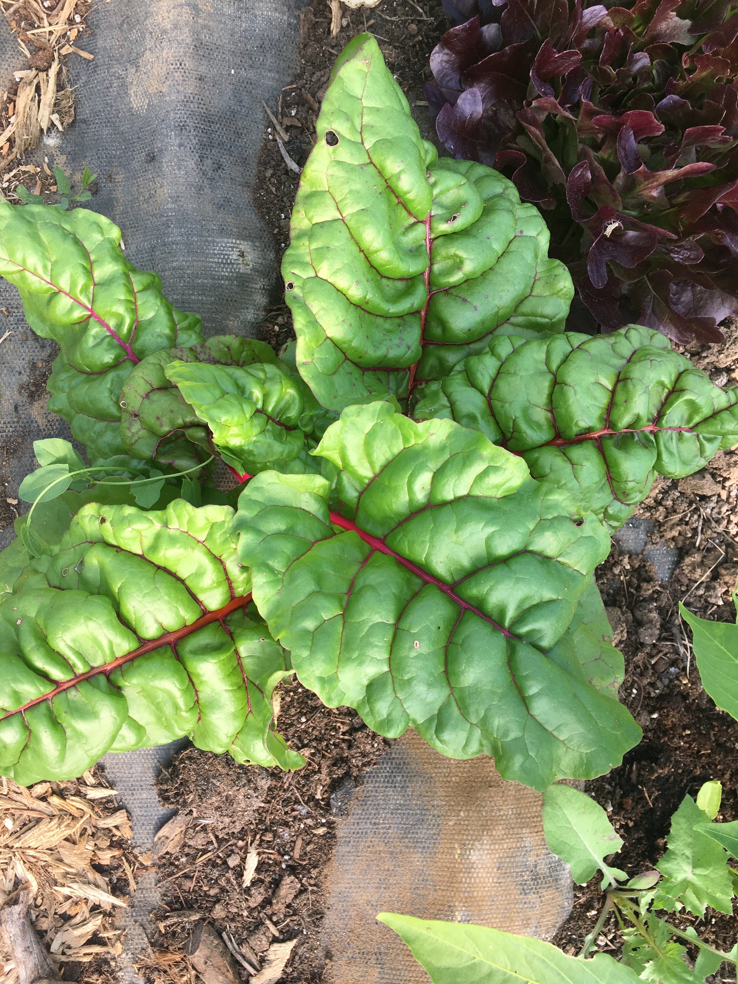 Fresh Swiss Chard - Mountain Prairie -- by the bunch