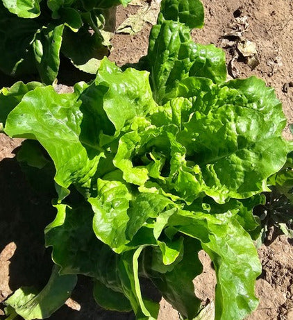 Lettuce: Buttercrunch heads