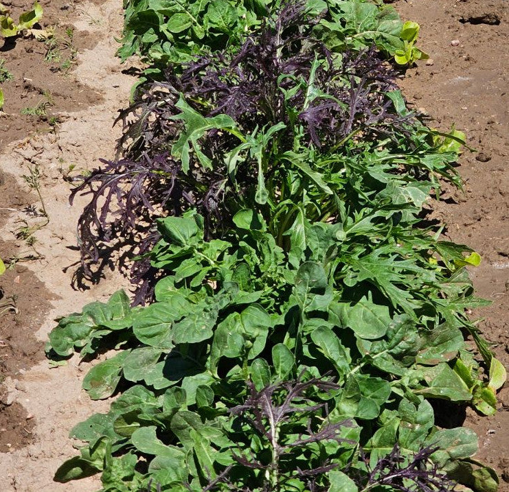 Field Mix: Artisan Salad Greens