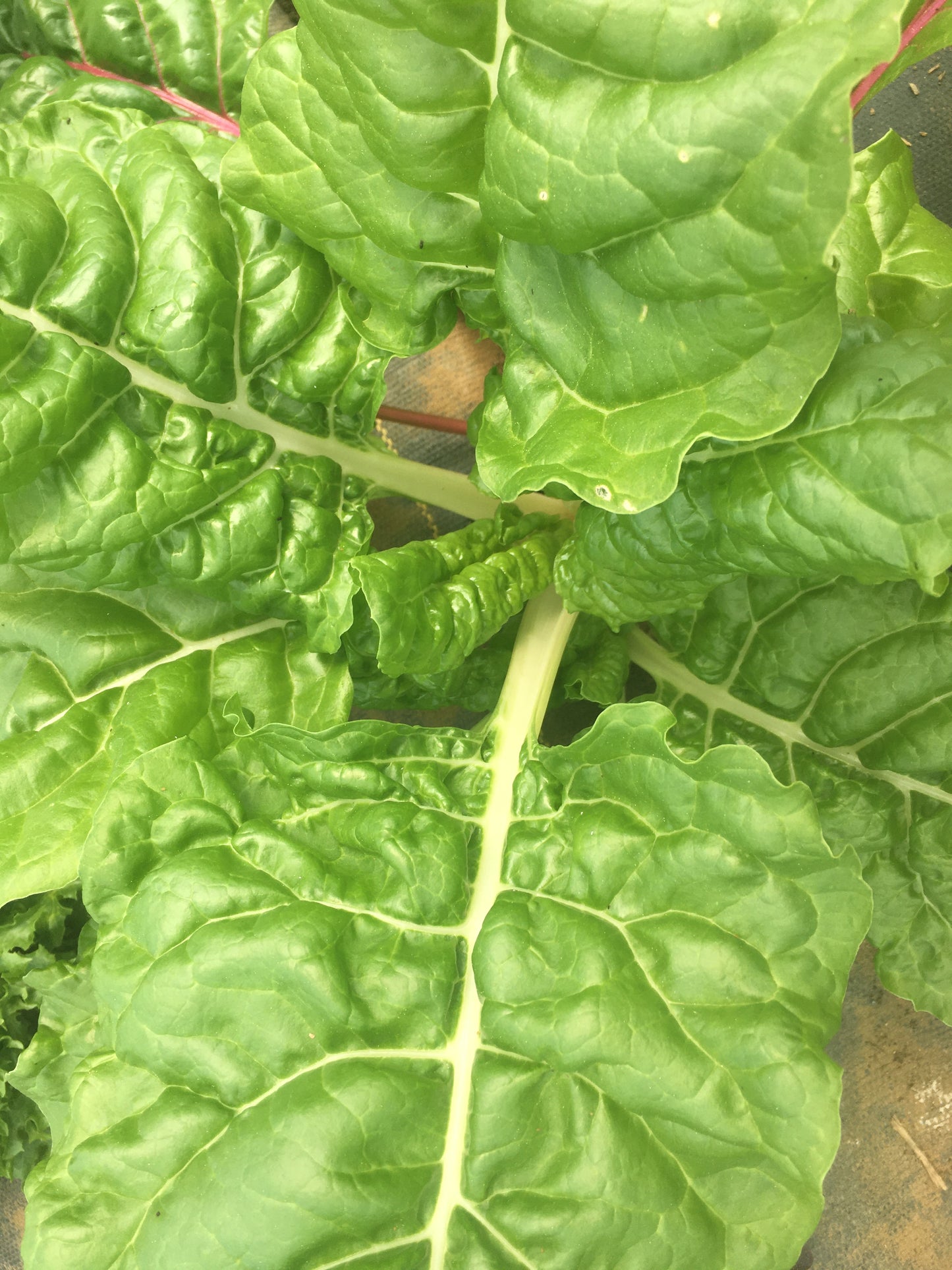 Fresh Swiss Chard - Mountain Prairie -- by the bunch