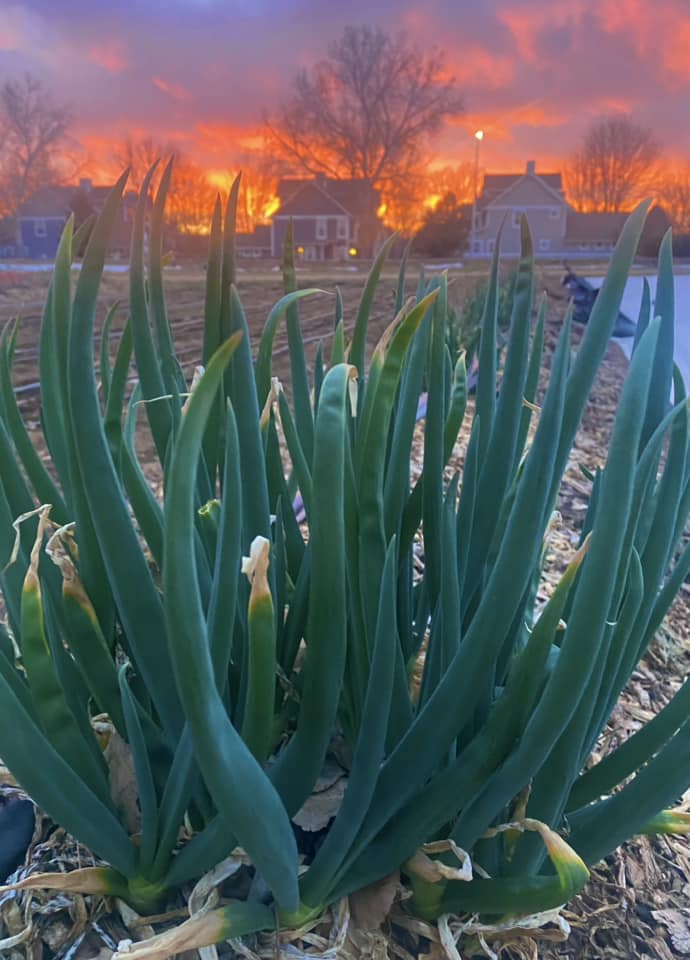 Ollin Farms Green Onions - one bunch
