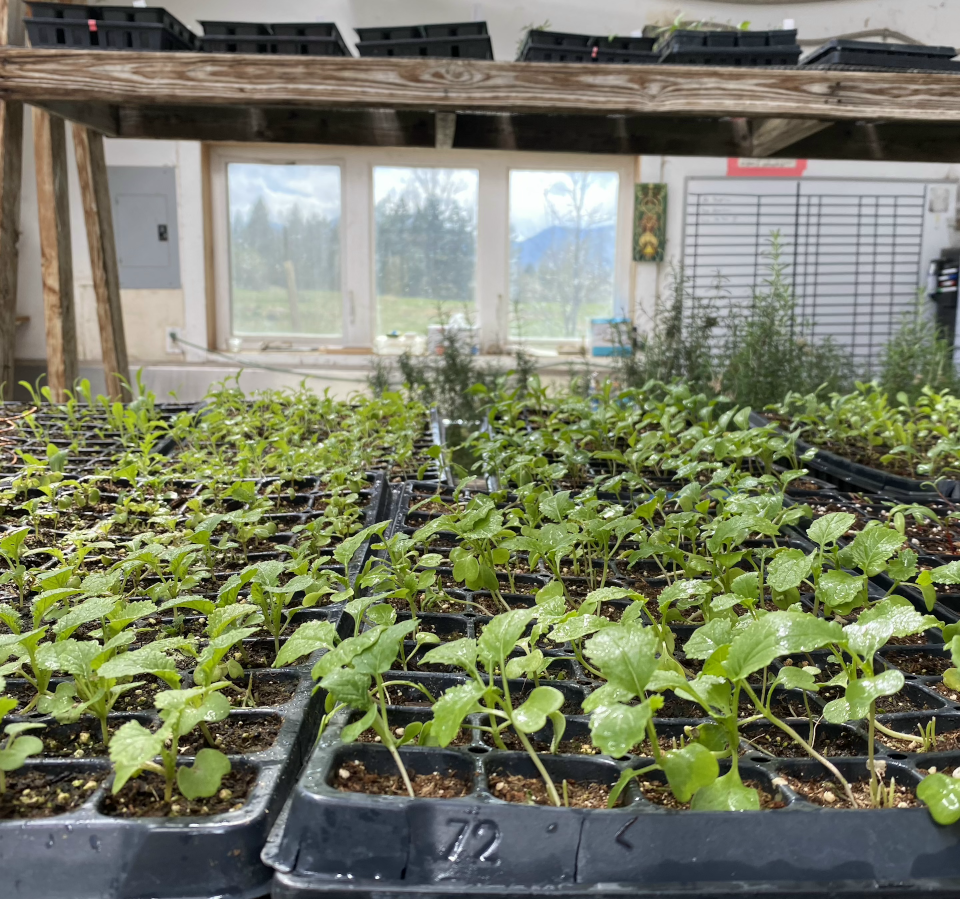 The 2023 "Nyland CSA" veggie box for 20 weeks (Nylander Discount)