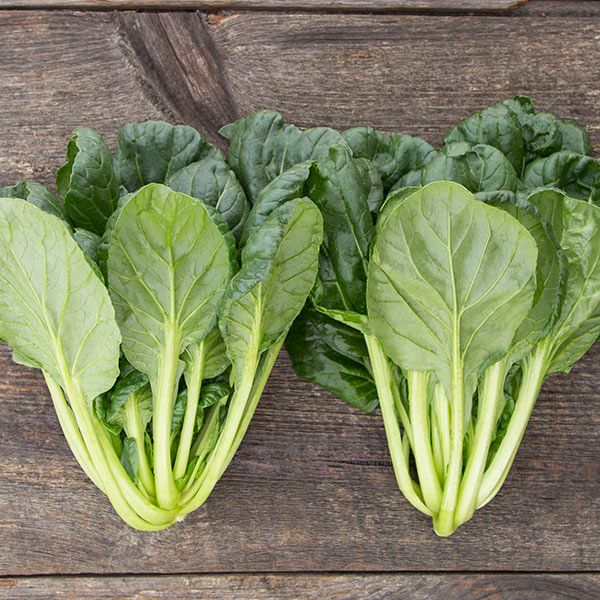 Tatsoi from Rough & Ready Farm