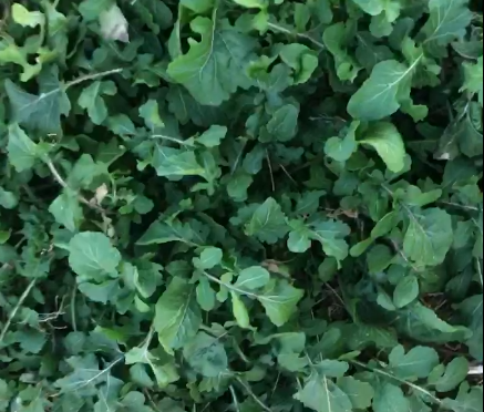 Fresh Arugula - Mountain Prairie -- 6oz or 12oz