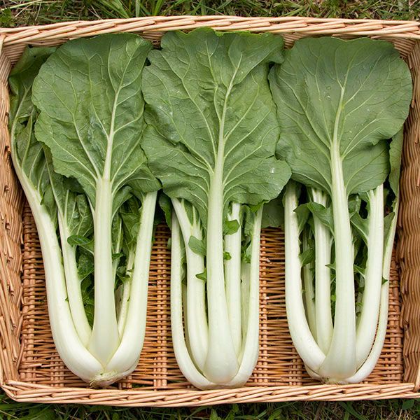 Bok Choy from Rough & Ready Farm