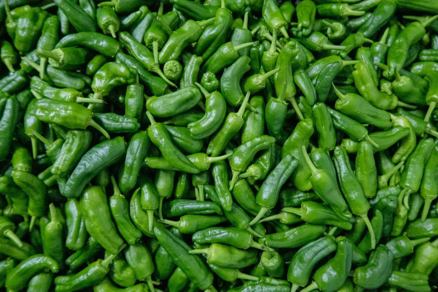 Shishito Peppers (fresh) from Wondrous Farm