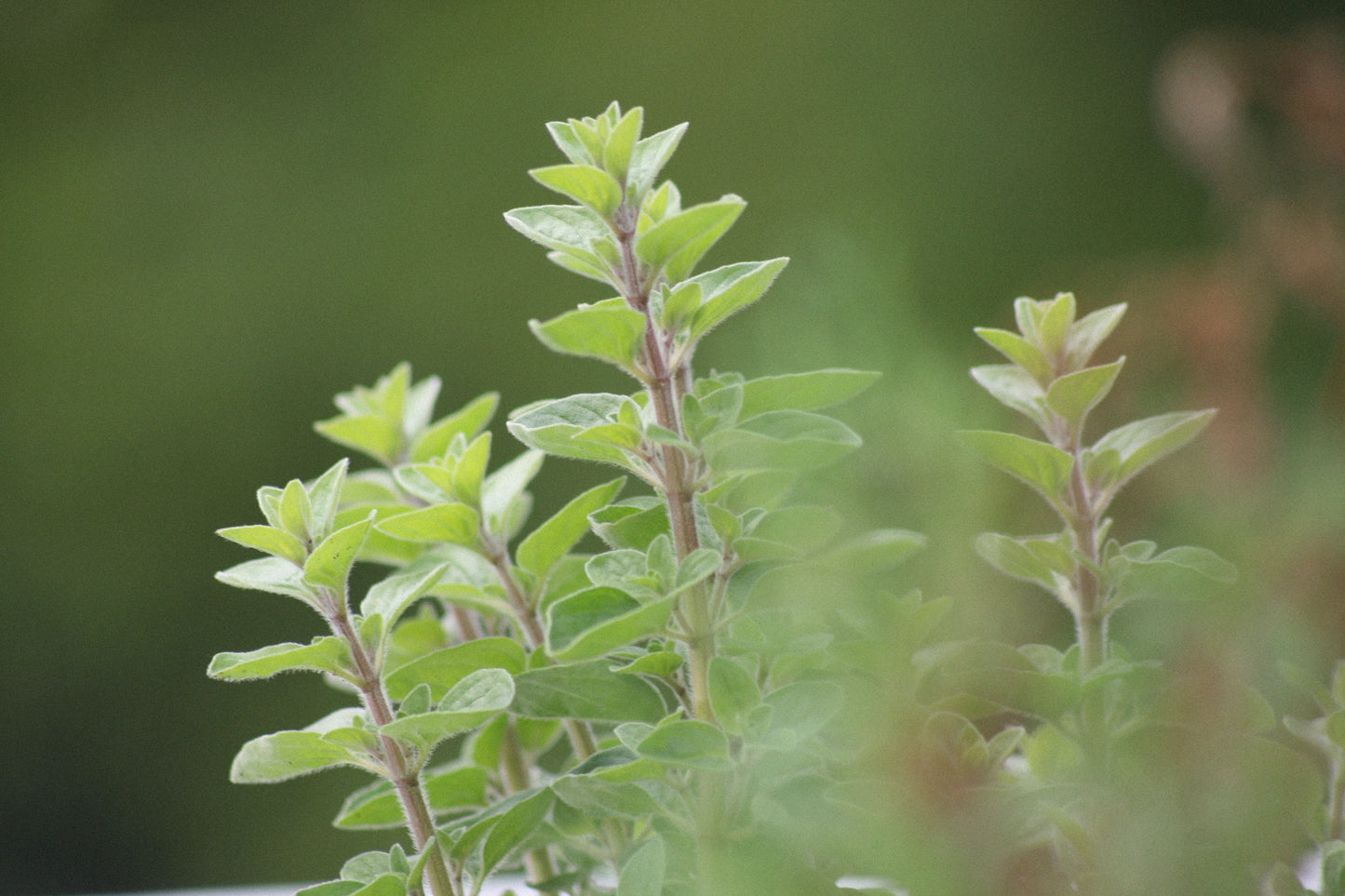 Fresh Herbs, small bunch