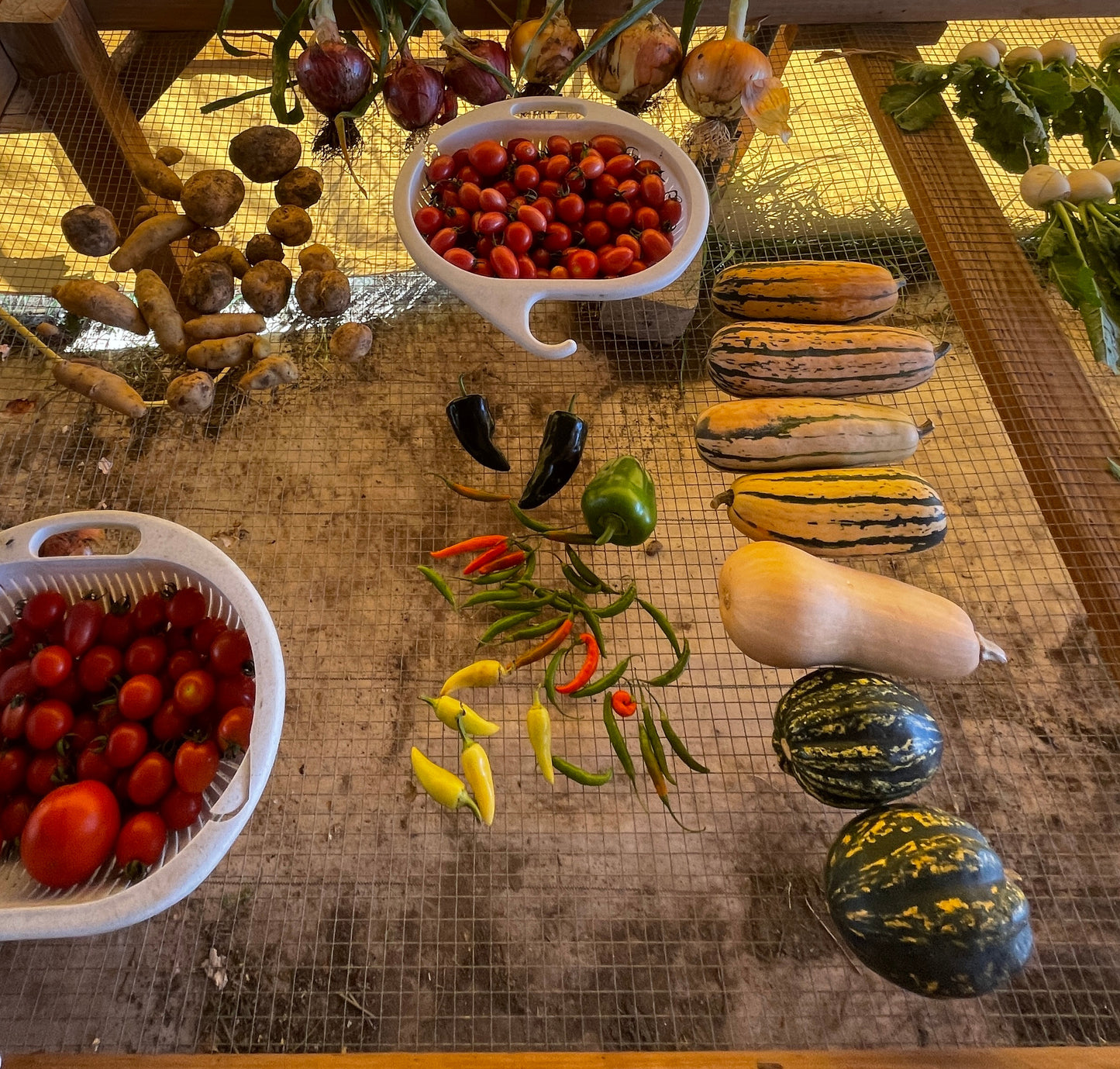 CSA: MetaCarbon Farm Share -- 21 Weeks of Better Than Organic Veggies