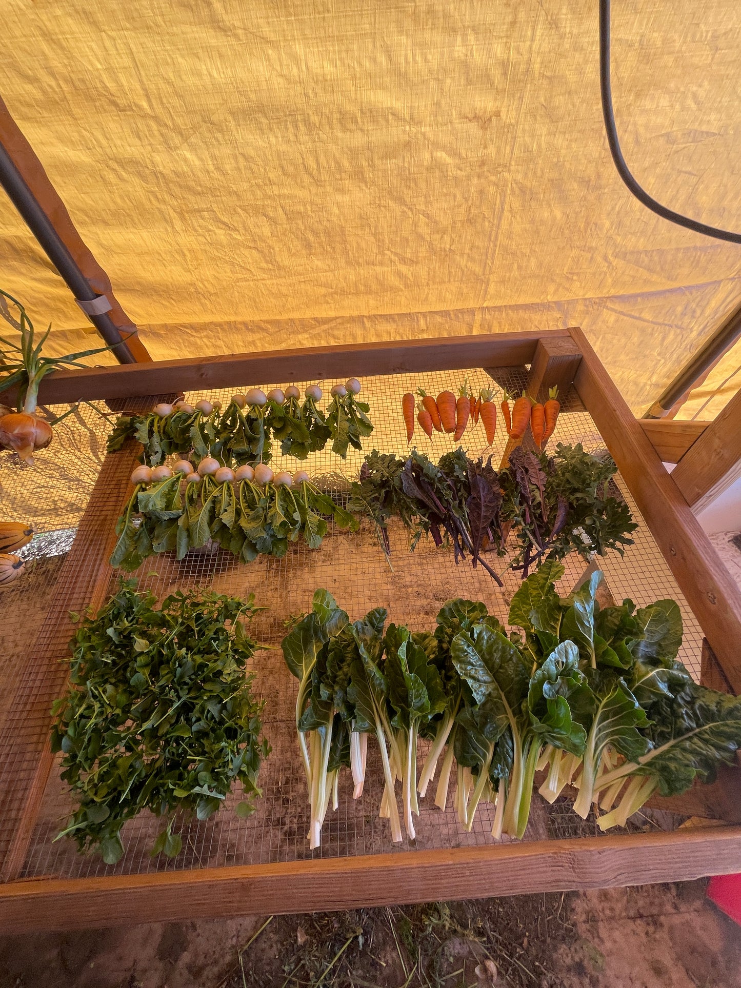 CSA: MetaCarbon Farm Share -- 21 Weeks of Better Than Organic Veggies