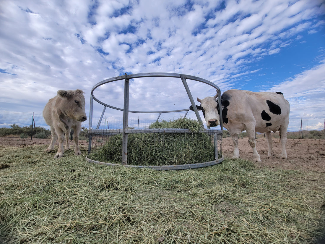 Gaining Access to Raw Milk via Herd Shares