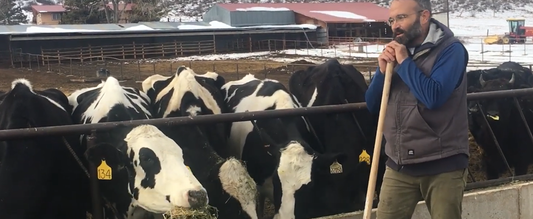A Dairyman Who Cares for Cows
