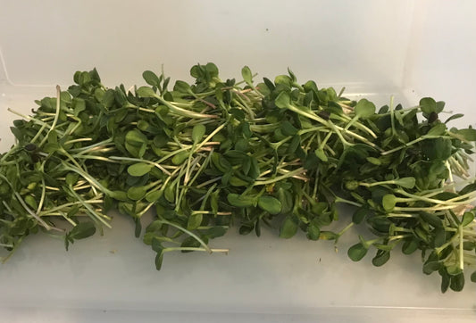 Shoots, Sprouts & Microgreens - What’s the Difference?