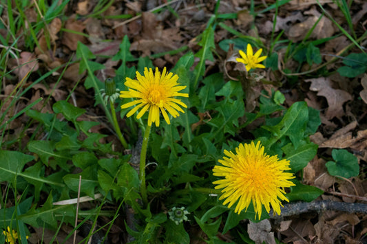 Lion’s Teeth and the Bitter Greens of Spring