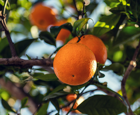 Mandarin Oranges, Naturally Grown in Arizona
