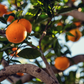 Mineola Tangelos, Naturally Grown in Arizona