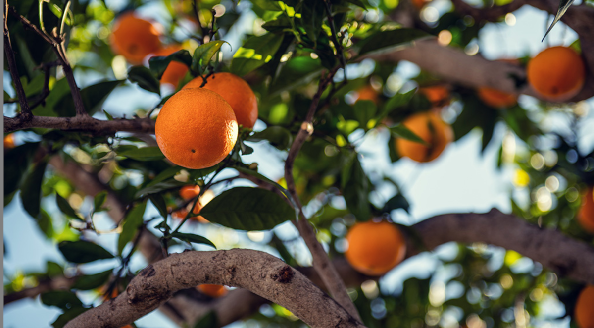 Mineola Tangelos, Naturally Grown in Arizona