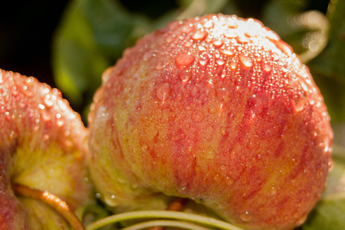 Organic Colorado Gala Apples, by the pound