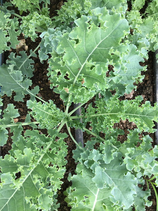 Fresh Kale, one bunch