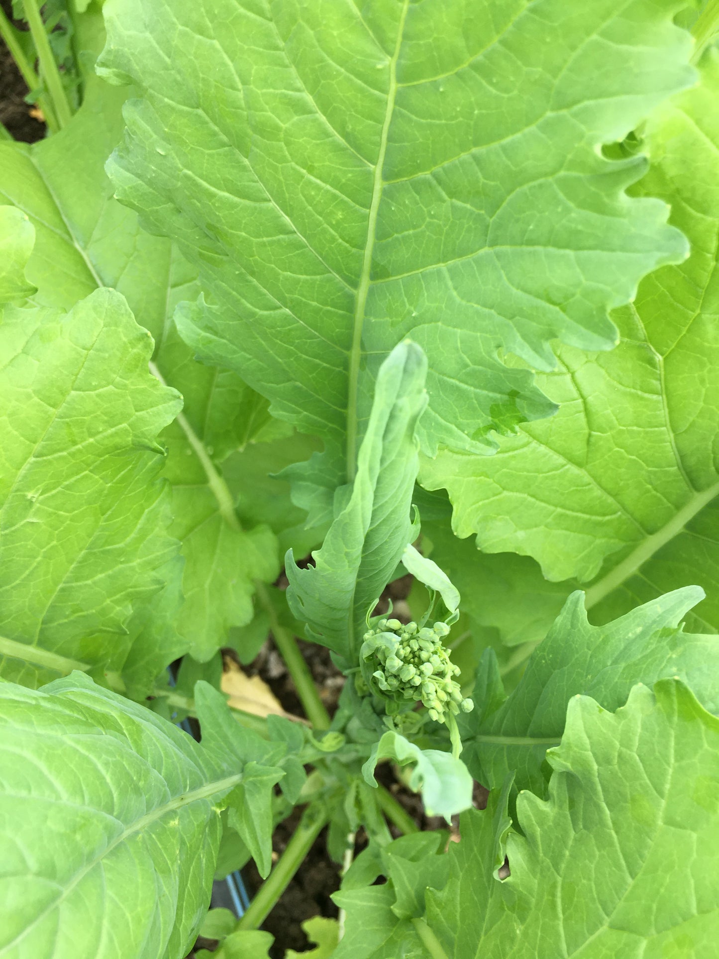 Field Mix: Braising Greens