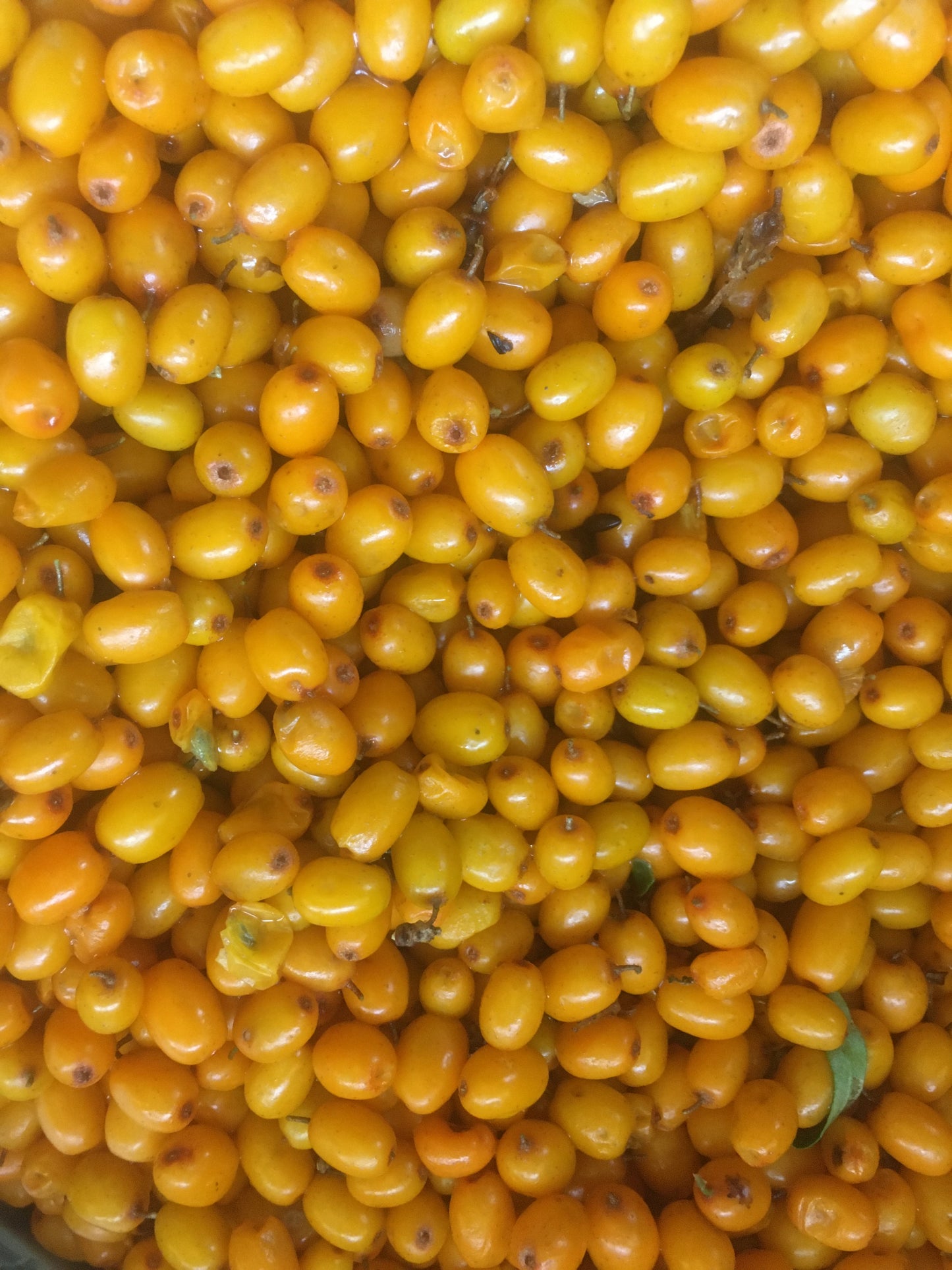 Sea buckthorn berries, by the pound