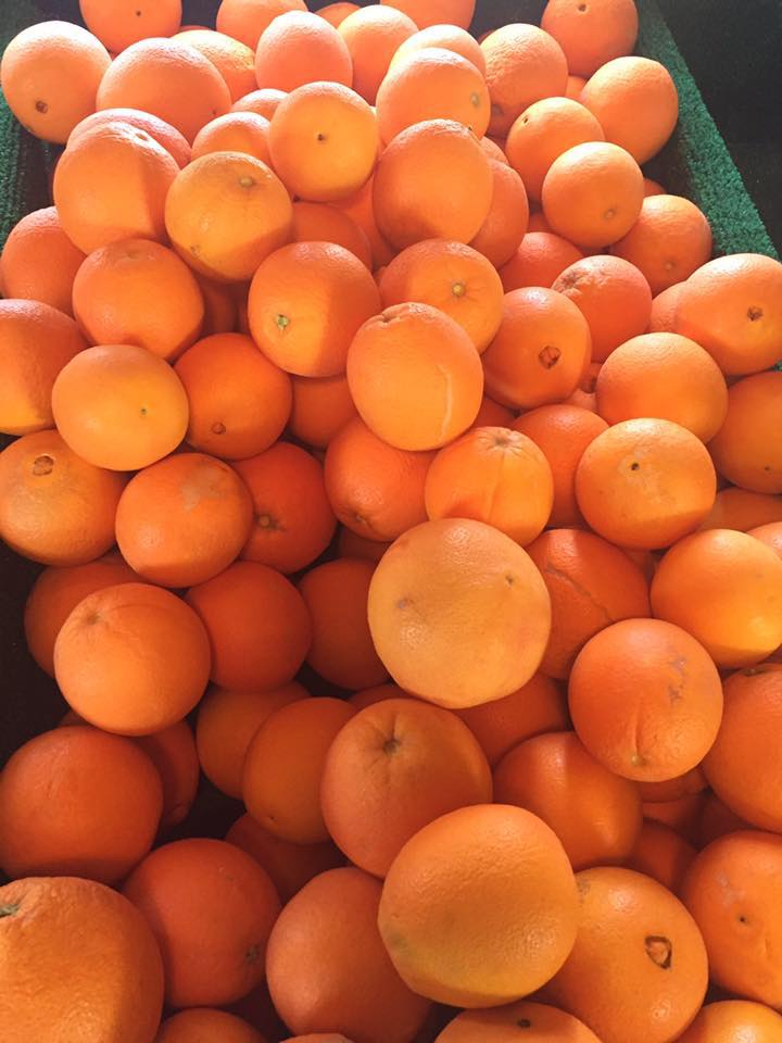 Navel Oranges, Naturally Grown in Arizona