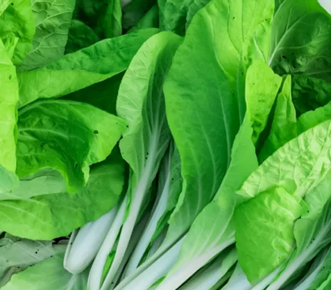 Big Bag of Fall Greens!