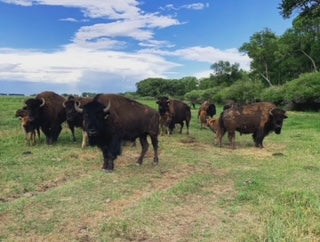 Bison: Chuck Roast