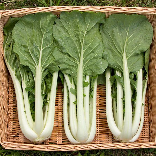 Bok Choy