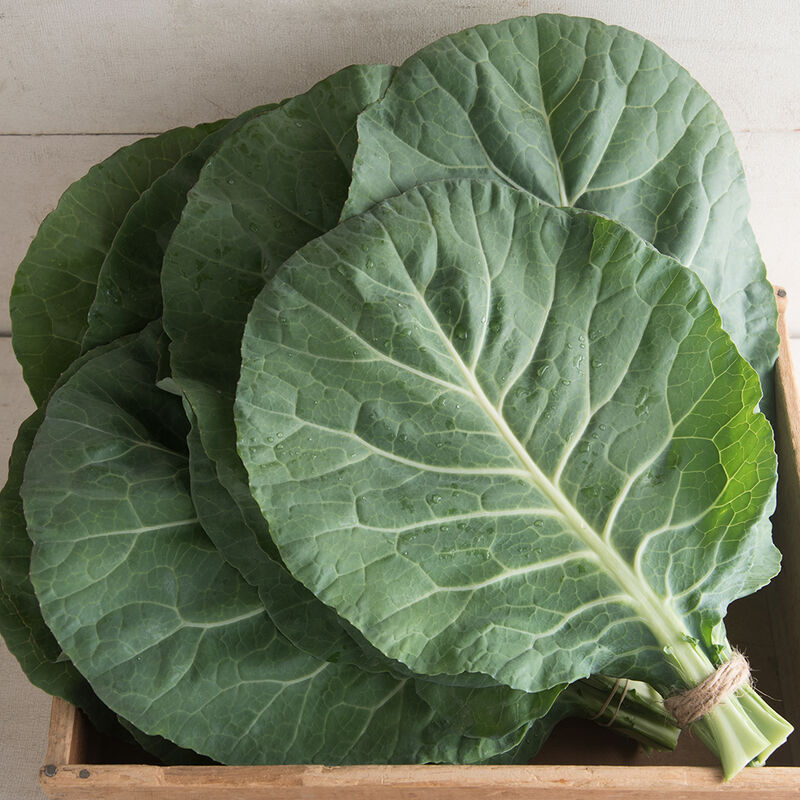 Collard Greens, one bunch