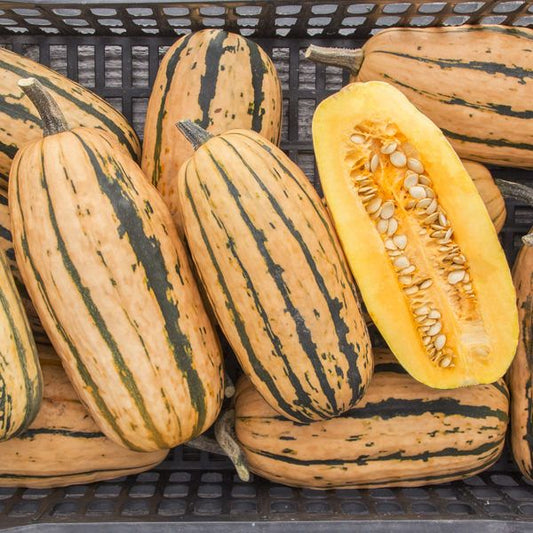 Delicata Squash