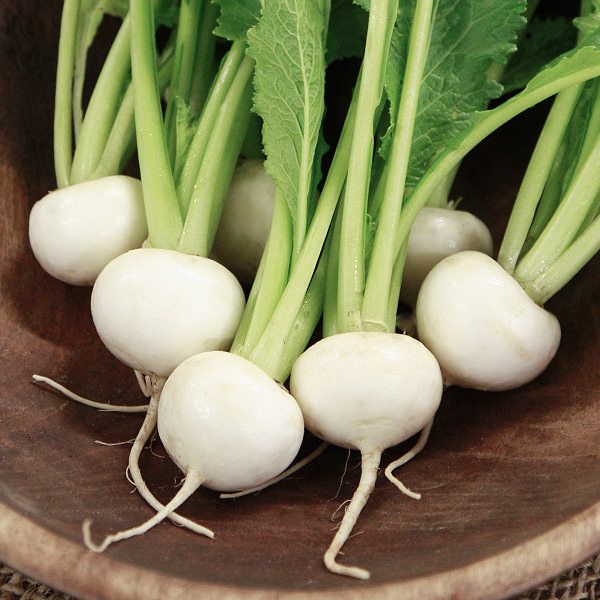 Hakurei White Salad Turnips