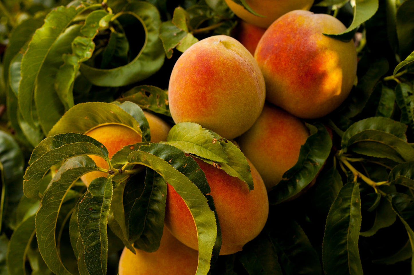 Organic Colorado Peaches, by the pound