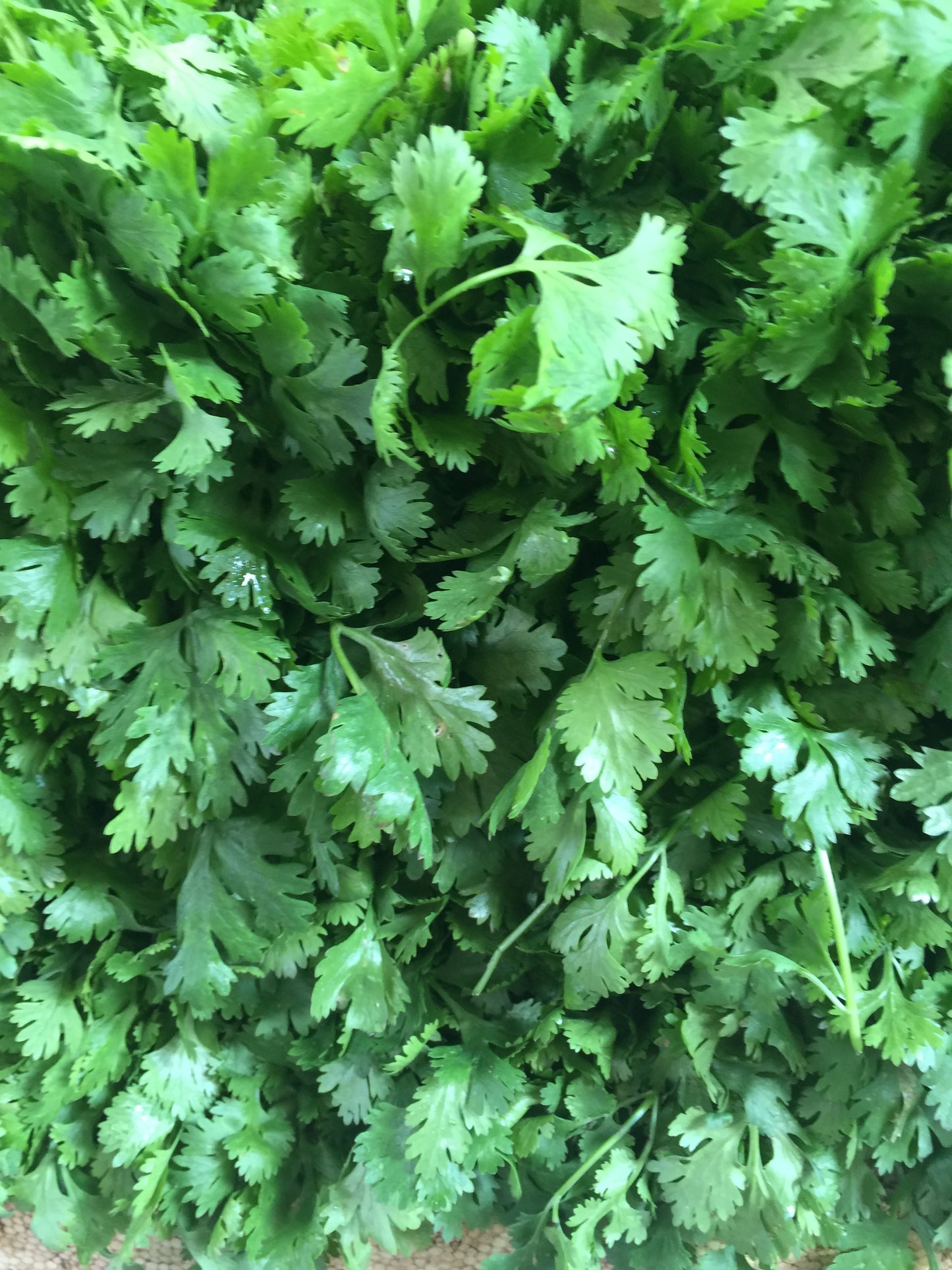 Cilantro