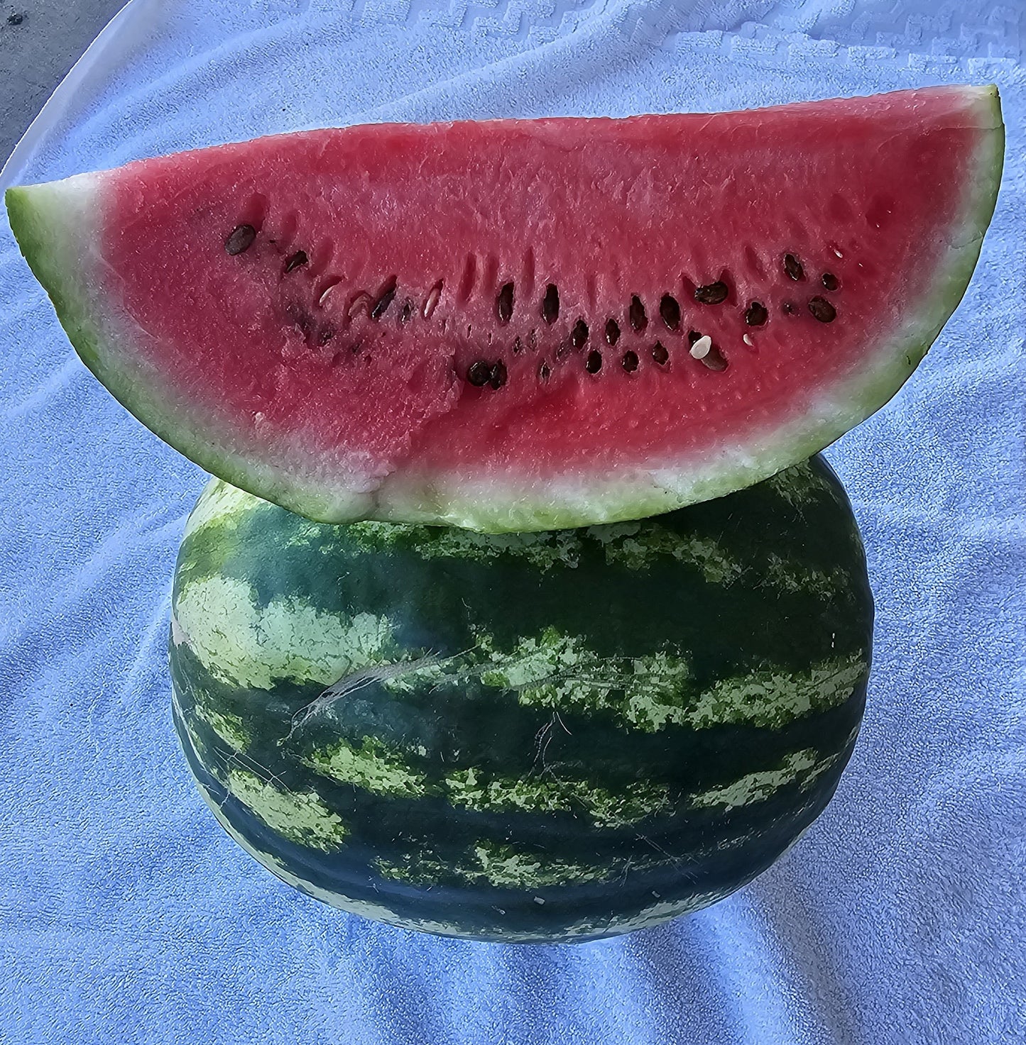 Watermelon from Wondrous Farm