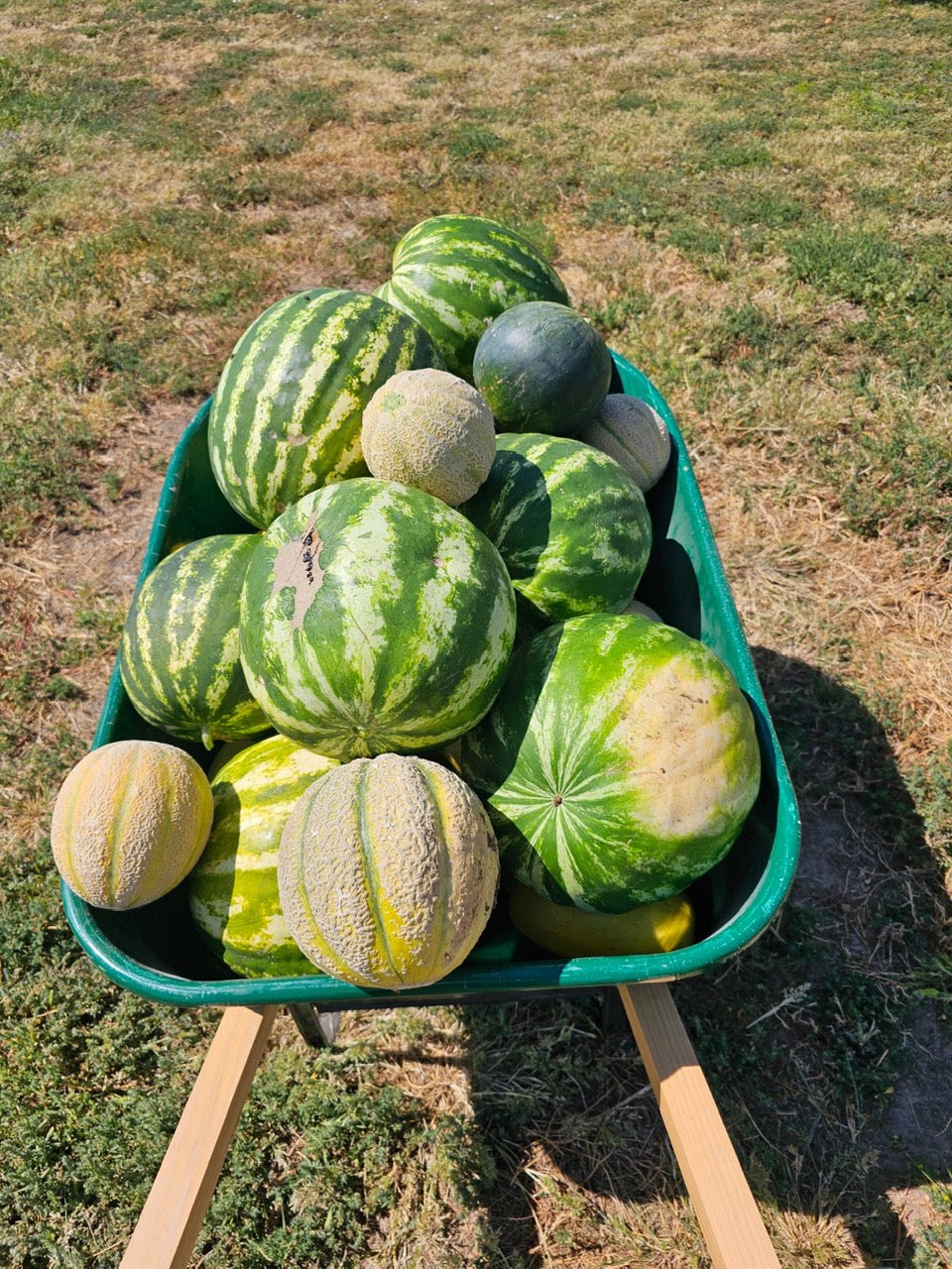 Watermelon from Wondrous Farm