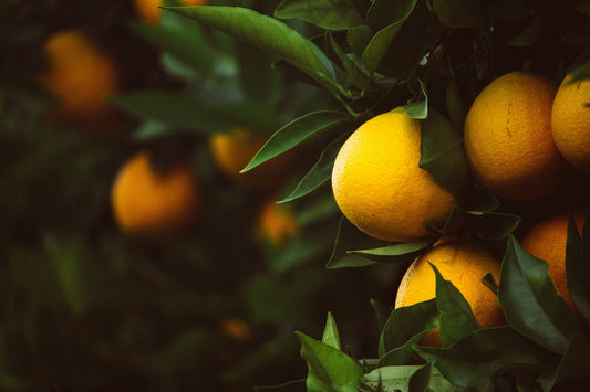 Meyer Lemons, Naturally Grown in Arizona
