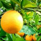 Navel Oranges, Naturally Grown in Arizona