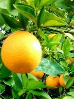 Navel Oranges, Naturally Grown in Arizona