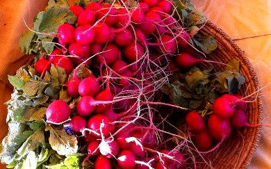 Ollin Farms Radishes -- by the bunch