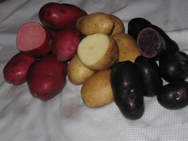 Baby Red, White, and Blue Potatoes