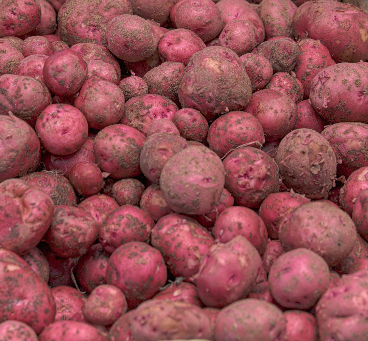 Red Potatoes, Organic