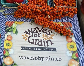 Sea buckthorn berries, by the pound