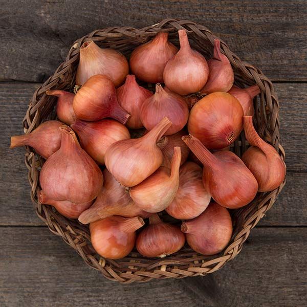 French Shallots from Rough&Ready Farm