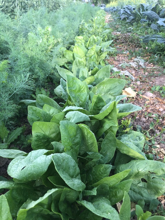 Fresh Spinach - Rough&Ready Farm -- 8oz or 16oz
