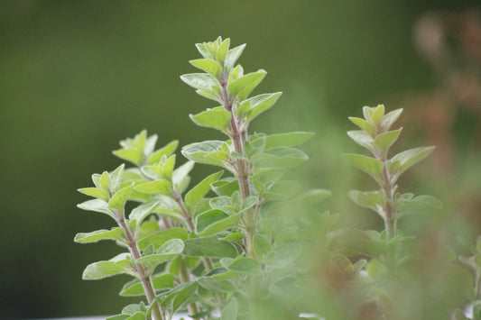 Fresh Herbs, small bunch